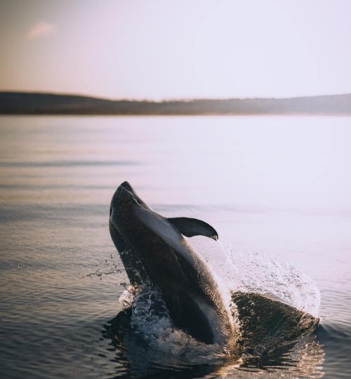 Avistamiento de delfines australes en el canal Beagle