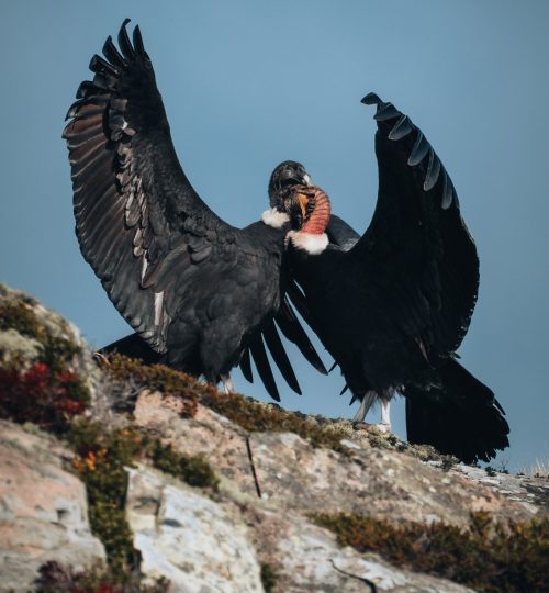 Condor en Puerto Williams
