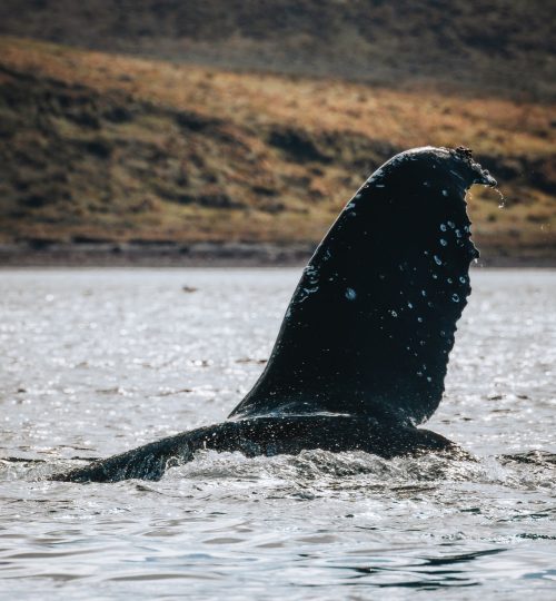 Avistamiento de fauna marina en Isla Navarino, Puerto Williams